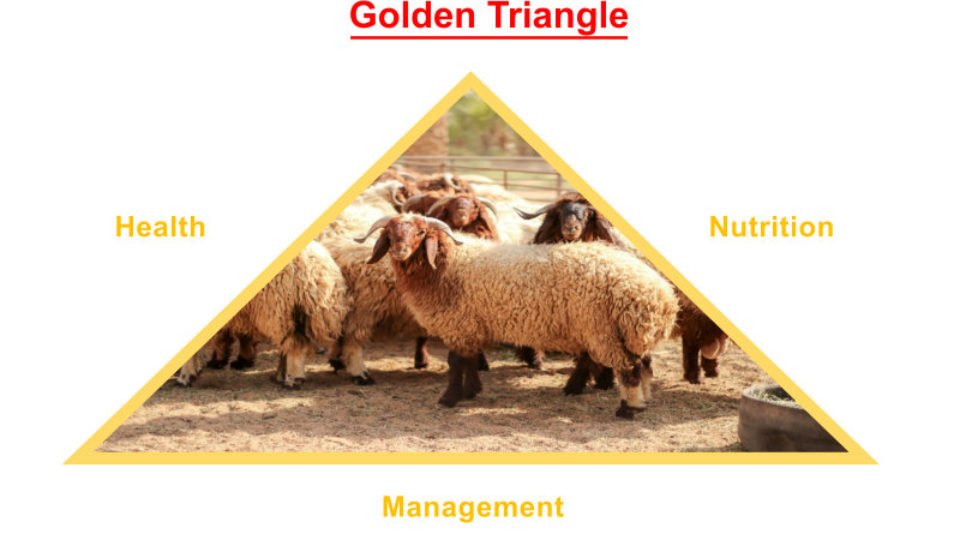 Golden Triangle