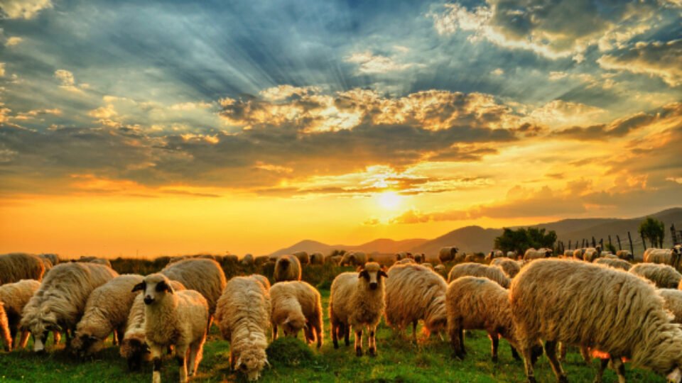 Herd Of Sheep